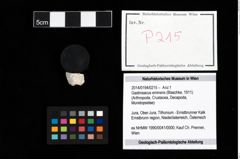 Foto (Objekt + Etikett) von Gastrosacus eminens (Blaschke, 1911)  (NHMW-GEO-2014-0194-0215)